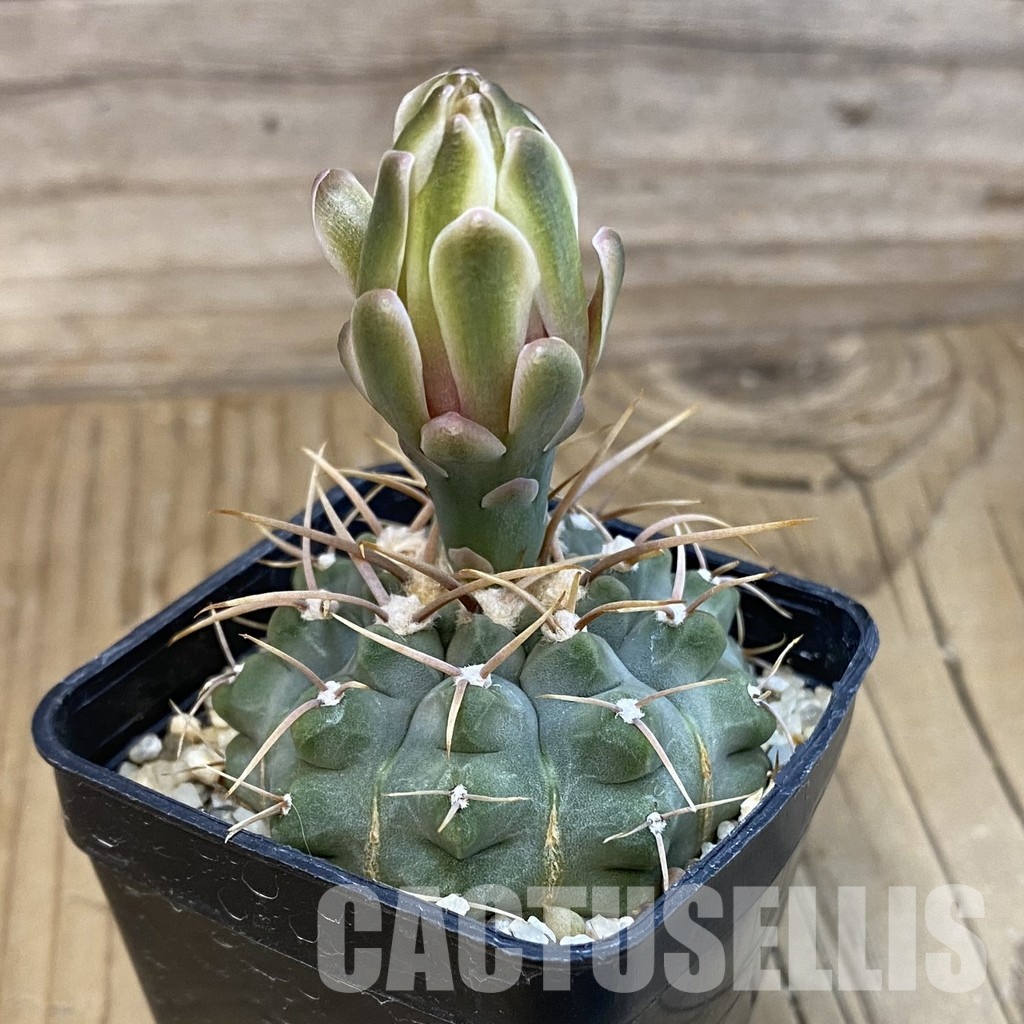 SH21624 Gymnocalycium vatteri, selection - Image 2