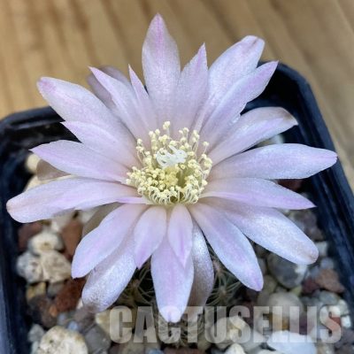 SH32527 Gymnocalycium bruchii ssp. lafaldense
