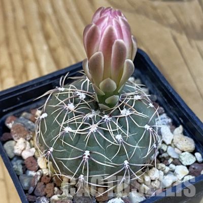SH22399 Gymnocalycium amerhauseri ssp. altagraciense VG 053