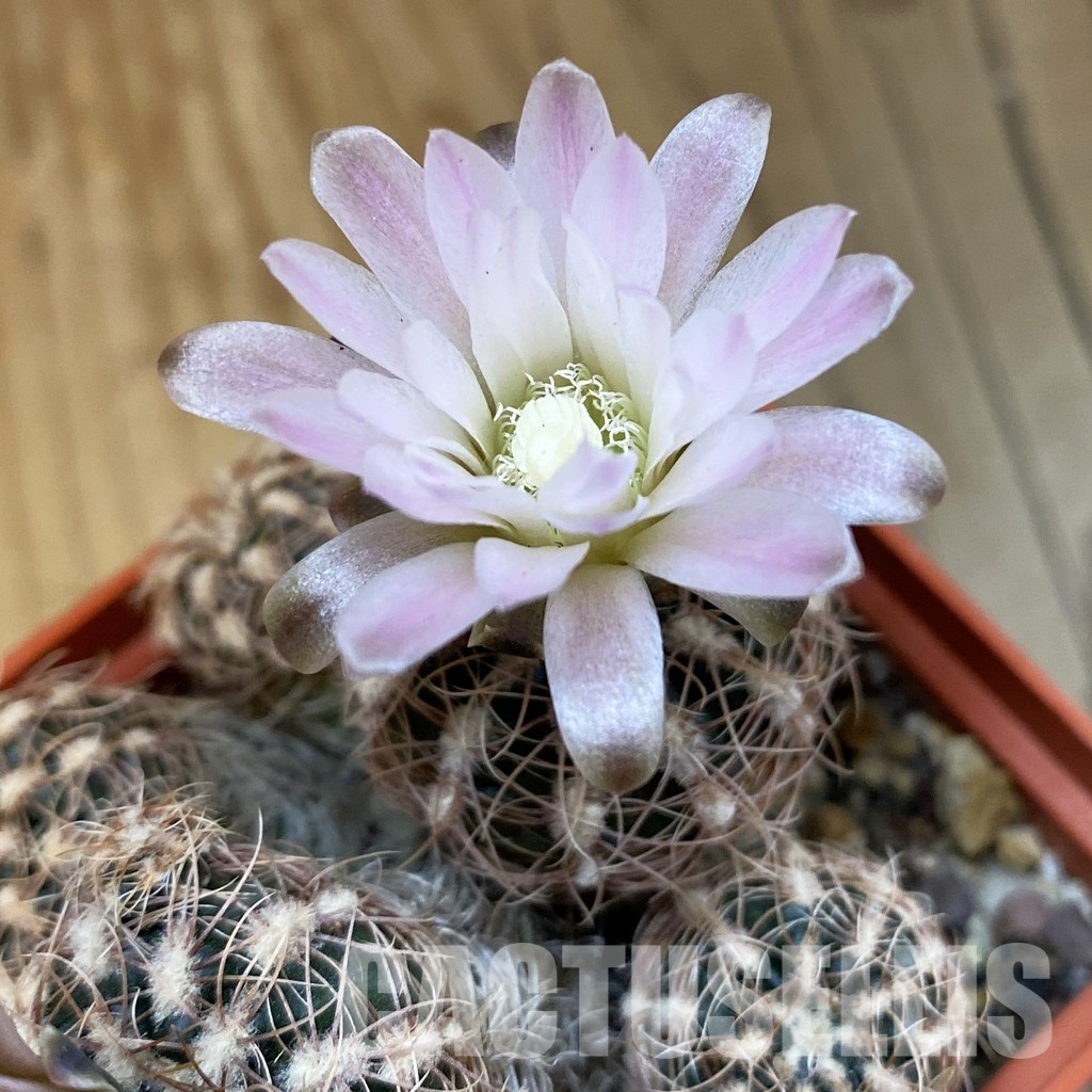 SH563 Gymnocalycium bruchii ssp. melojeri VG 272