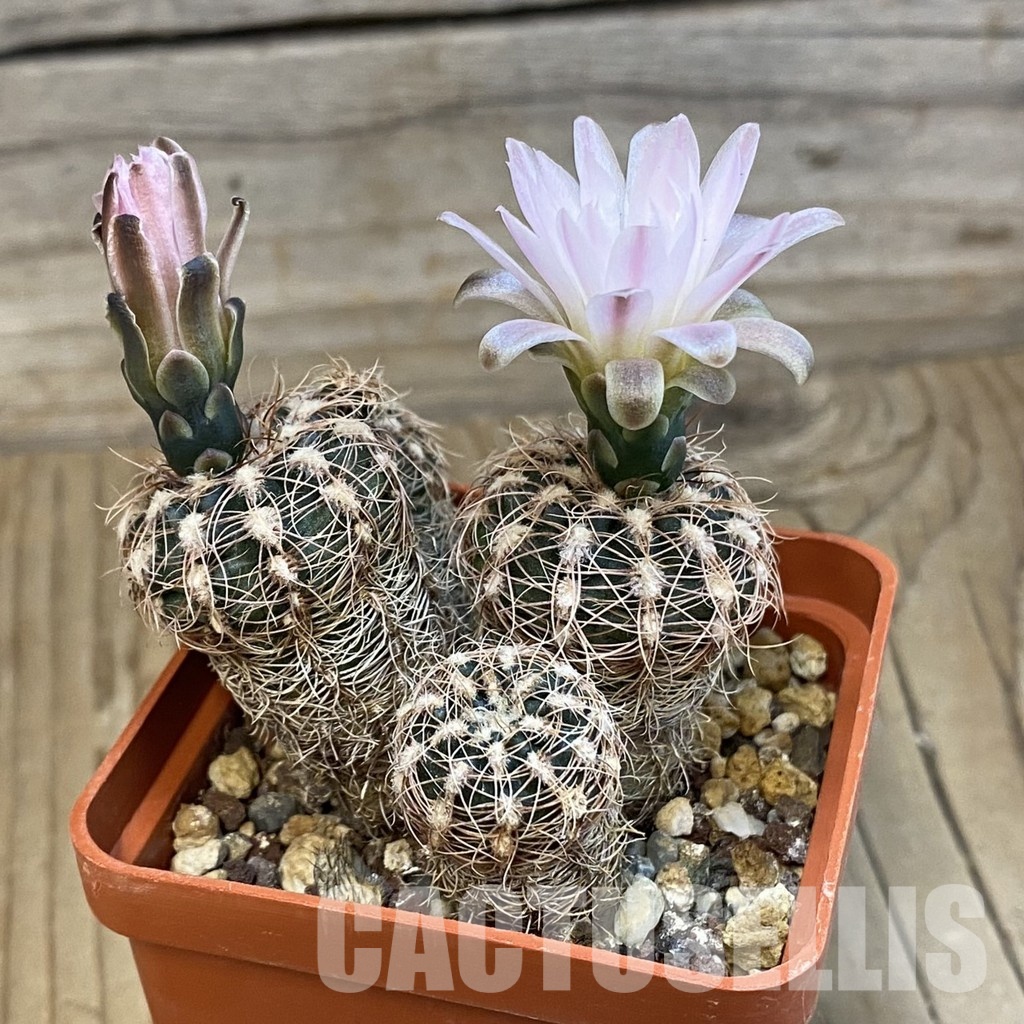 SH563 Gymnocalycium bruchii ssp. melojeri VG 272 - Image 2