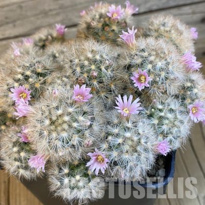 SH24067 Mammillaria carmenae