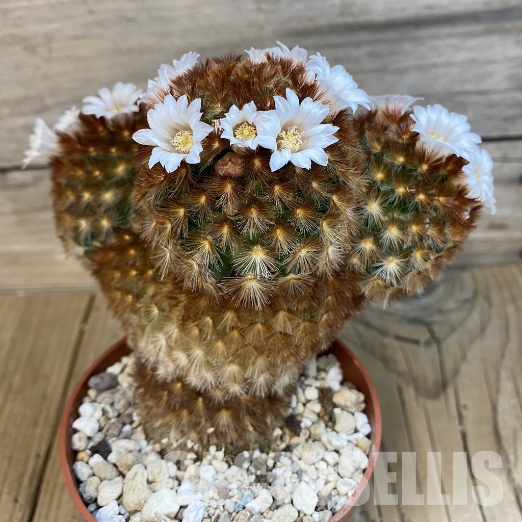 SH32521 Mammillaria carmenae v. rubrispina - Image 2