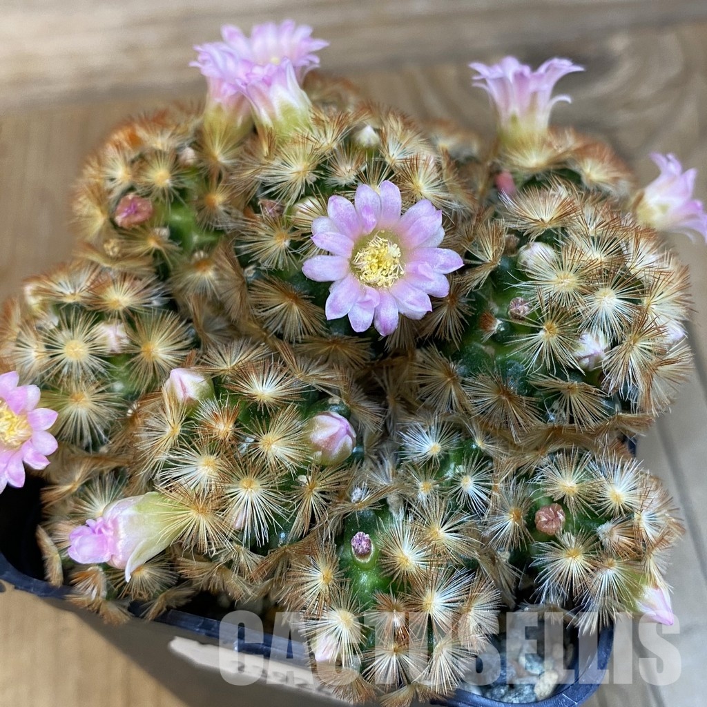 SH23924 Mammillaria carmenae ‘Buddha’ hybrid