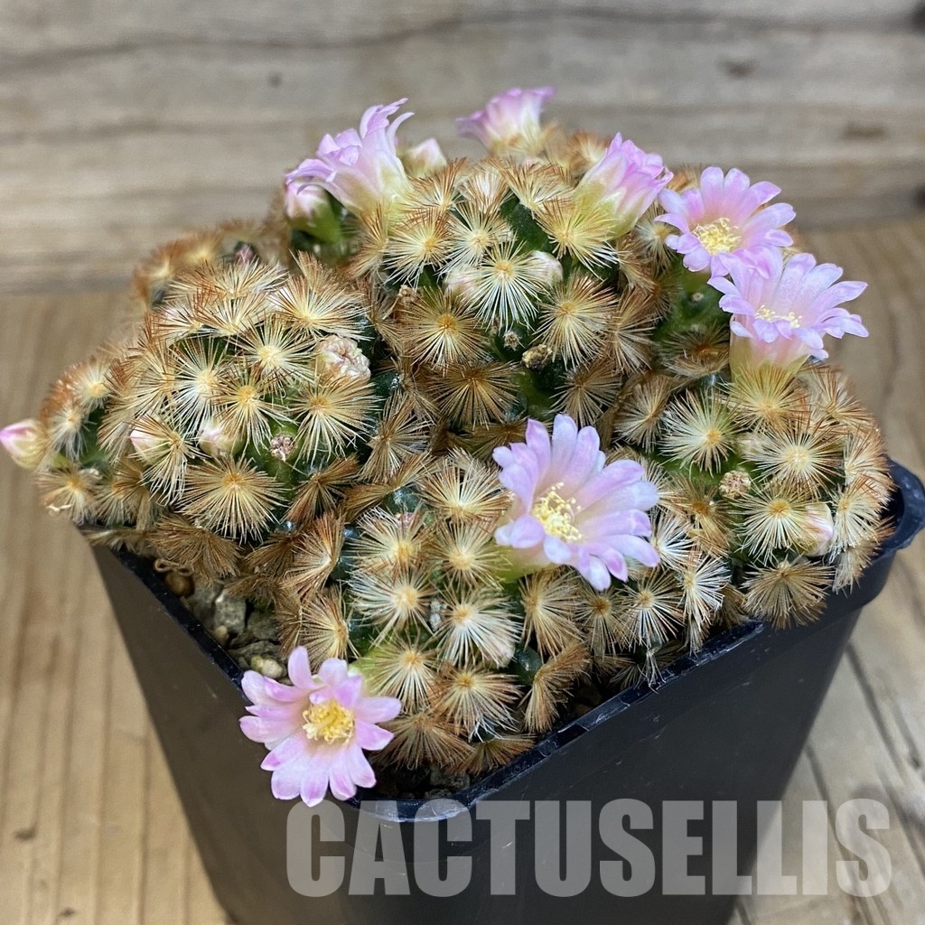 SH23924 Mammillaria carmenae ‘Buddha’ hybrid - Image 2