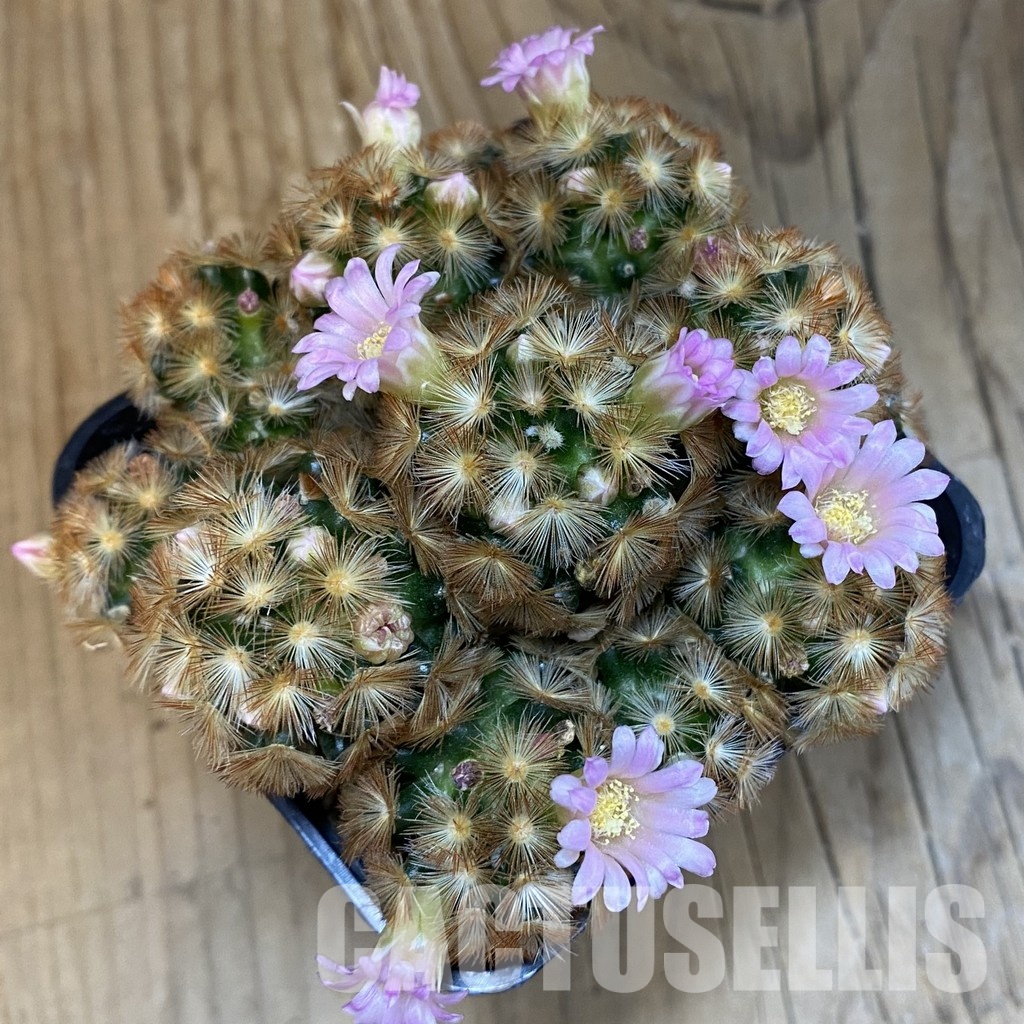 SH23924 Mammillaria carmenae ‘Buddha’ hybrid - Image 3