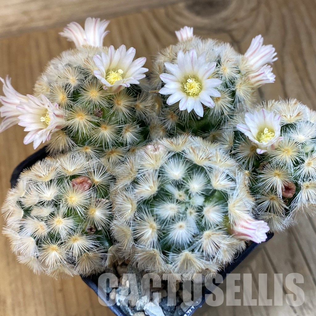 SH23700 Mammillaria carmenae ‘Buddha’ hybrid