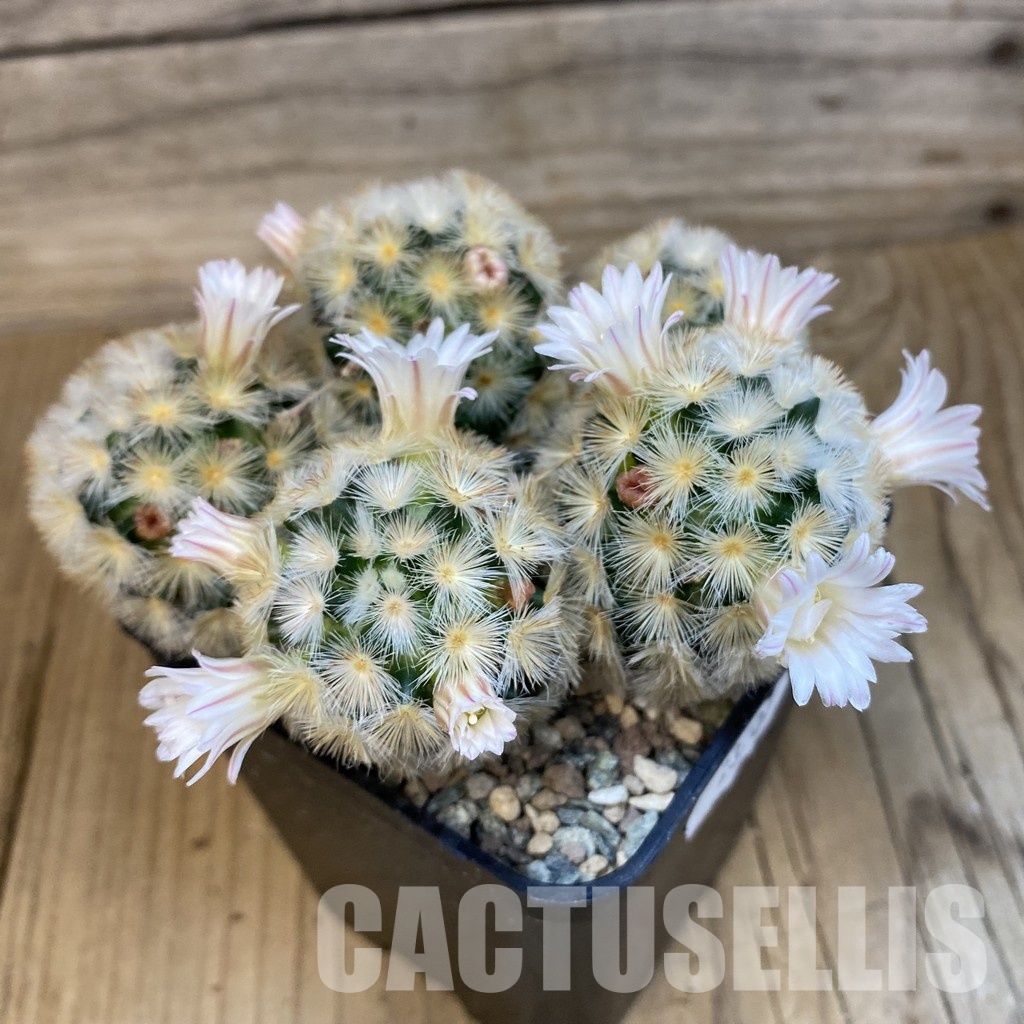 SH23700 Mammillaria carmenae ‘Buddha’ hybrid - Image 2