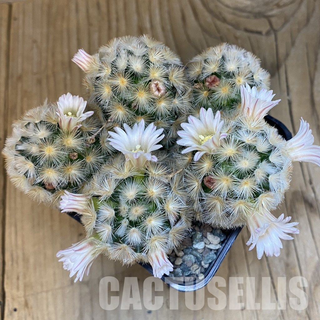 SH23700 Mammillaria carmenae ‘Buddha’ hybrid - Image 3