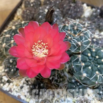 SET180 Gymnocalycium andreae x baldianum + Gymnocalycium taningaense STO 368
