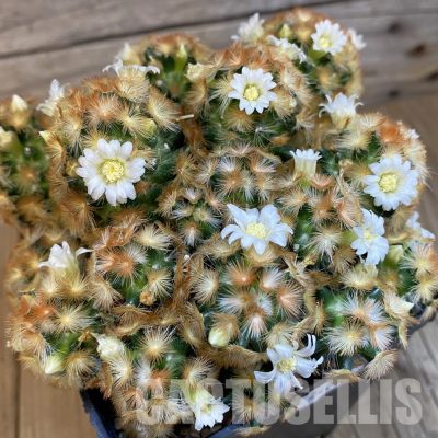 SH24069 Mammillaria carmenae