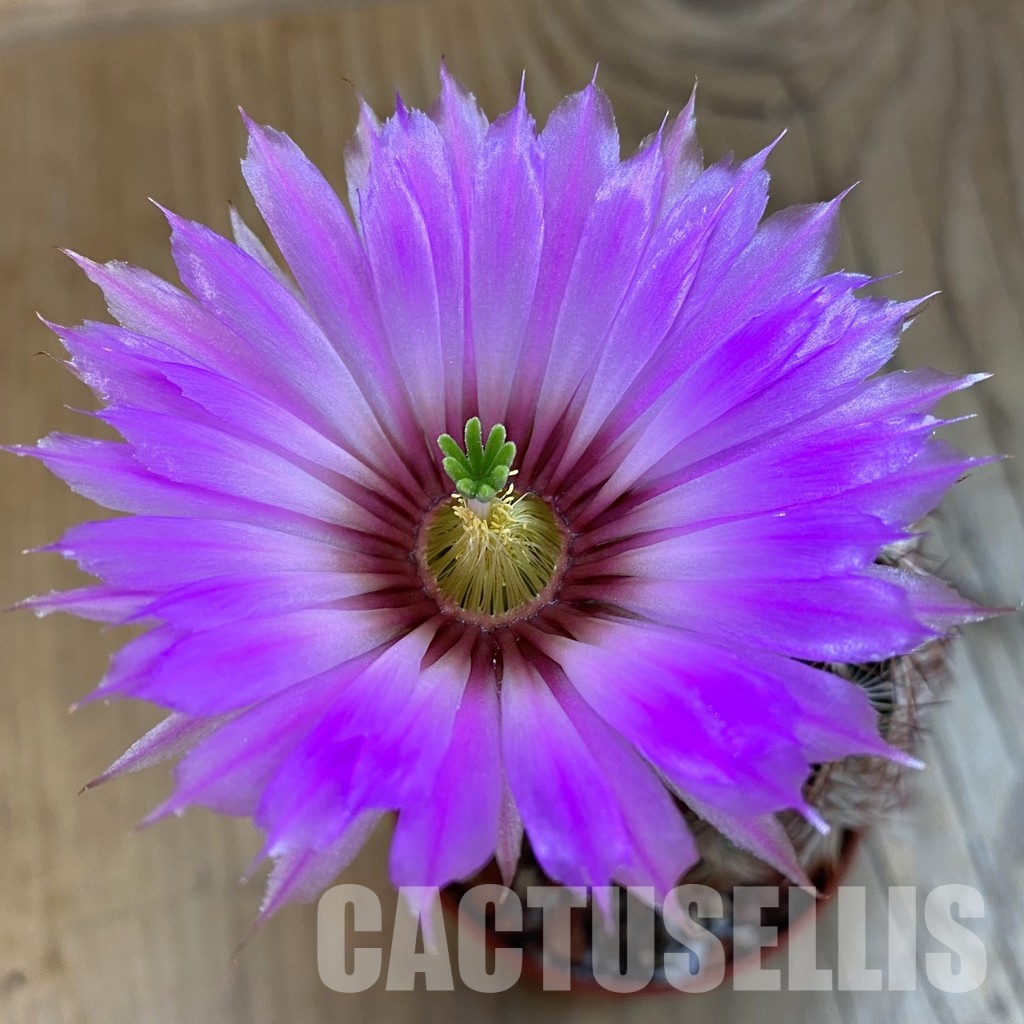SH28506 Echinocereus reichenbachii