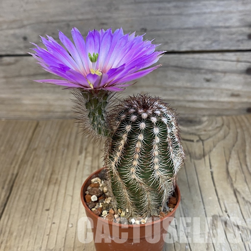 SH28506 Echinocereus reichenbachii - Image 2