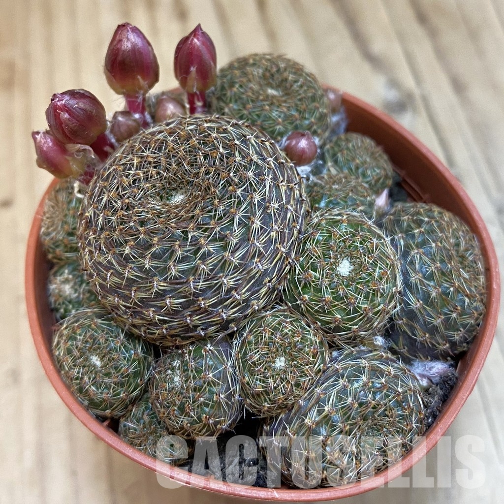 SH32528 Rebutia heliosa v. condorensis