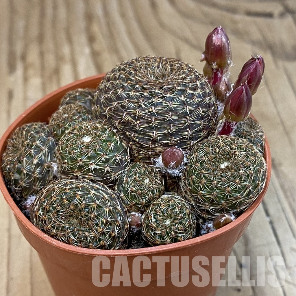 SH32528 Rebutia heliosa v. condorensis - Image 2