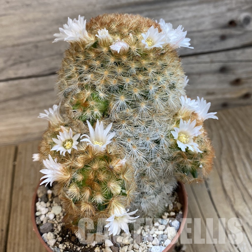 SH32522 Mammillaria carmenae v. rubrispina - Image 2