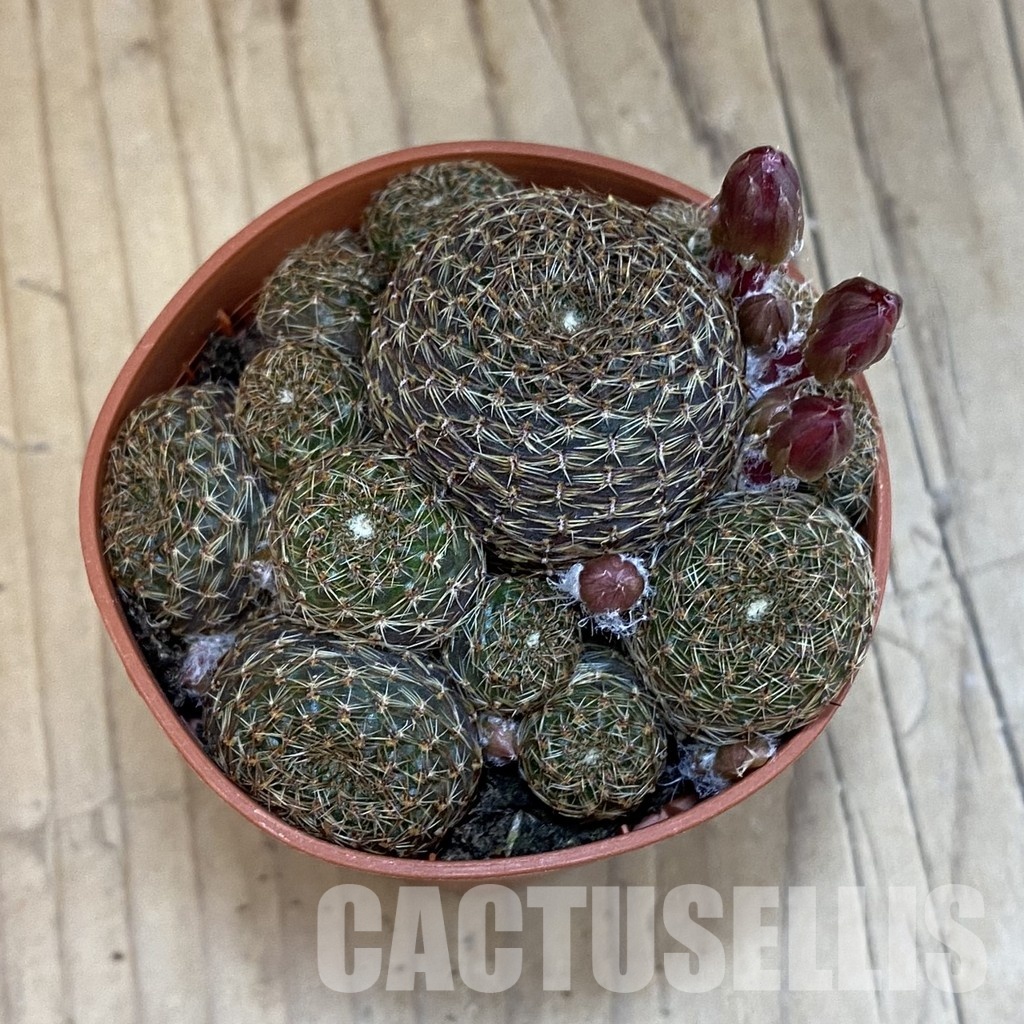 SH32528 Rebutia heliosa v. condorensis - Image 3