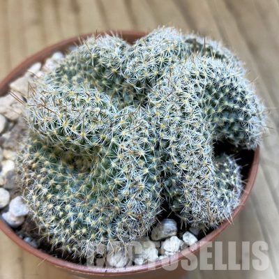 SH32531 Mammillaria perbella f. cristata