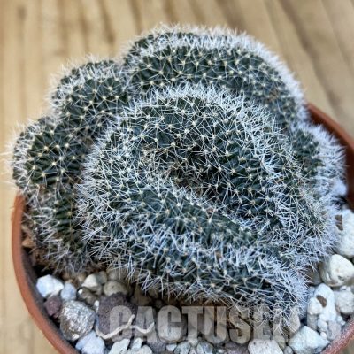 SH32532 Lobivia densispina f. cristata