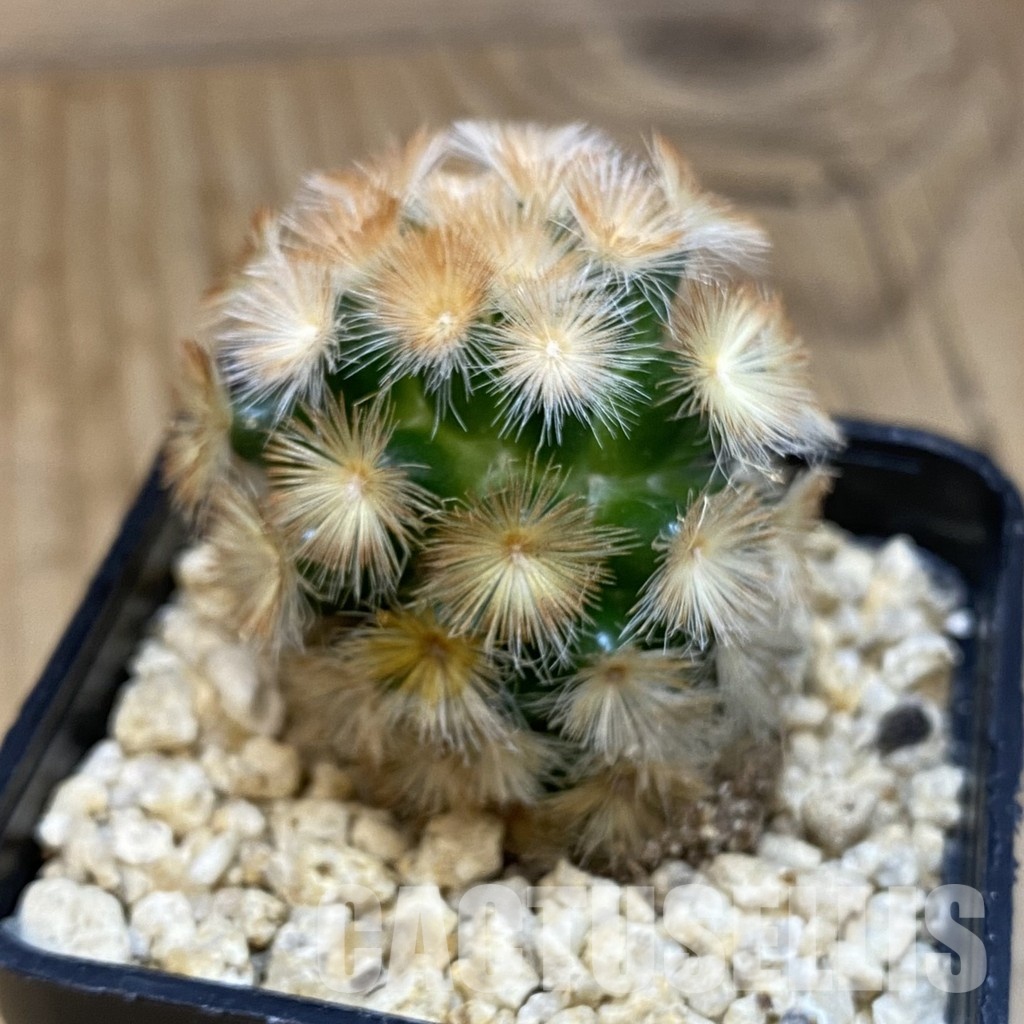 SH32534 Mammillaria carmenae hybrid - Image 2