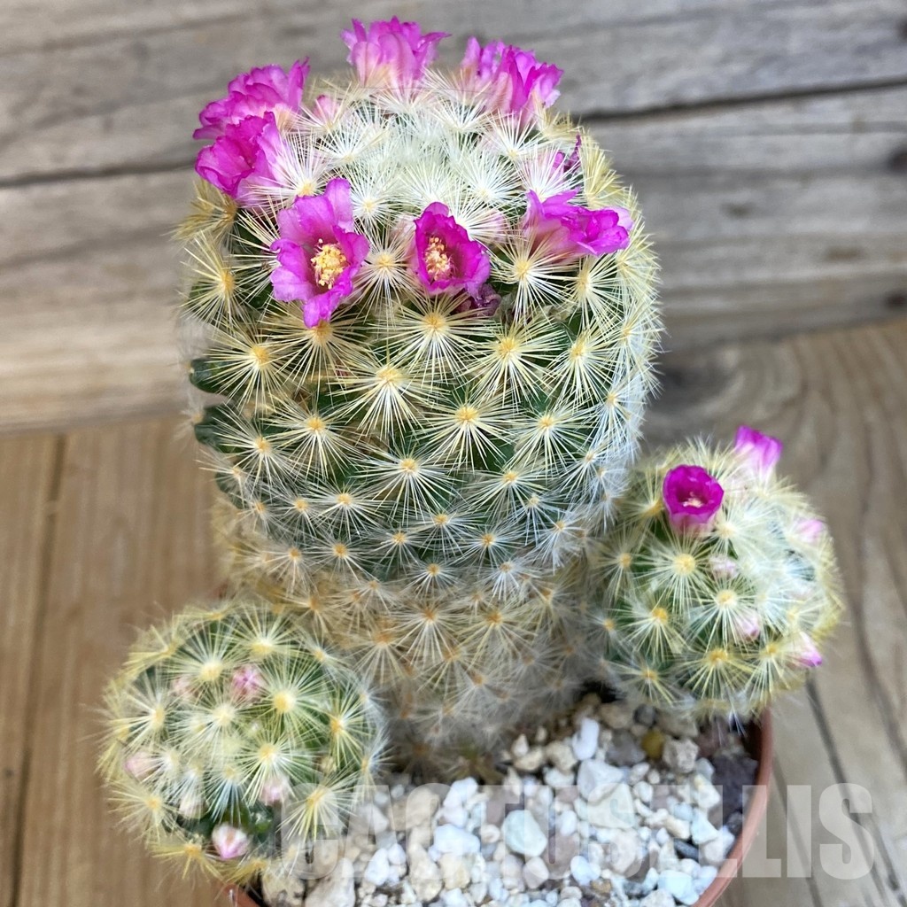 SH32523 Mammillaria carmenae v. rubrispina