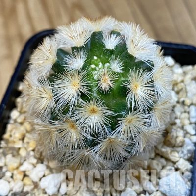 SH32535 Mammillaria carmenae hybrid