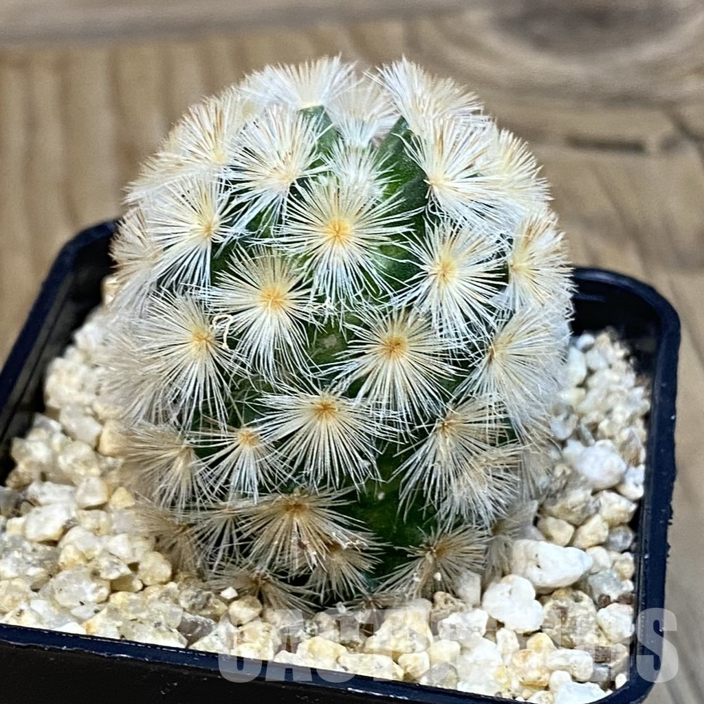 SH32535 Mammillaria carmenae hybrid - Image 2