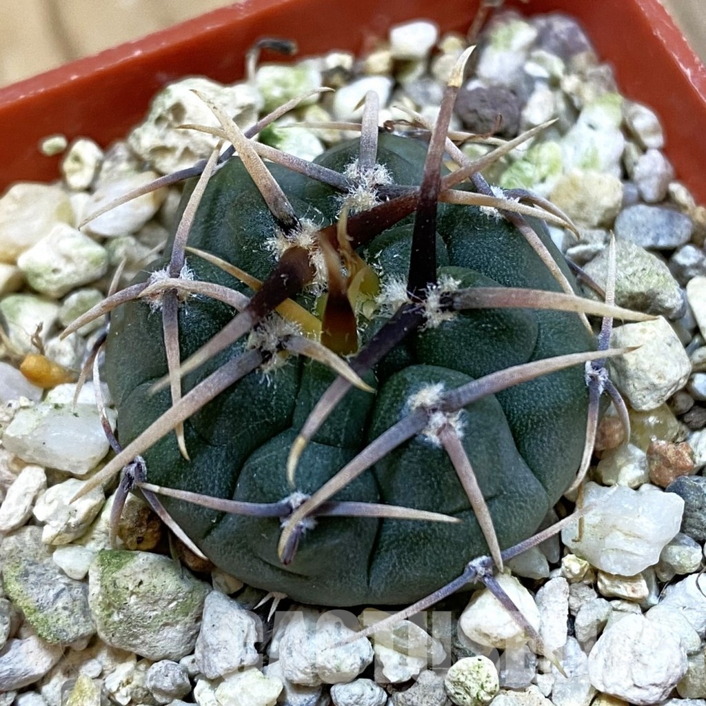 SH32537 Gymnocalycium vatteri
