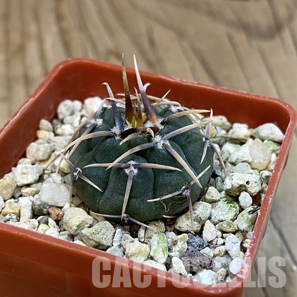 SH32537 Gymnocalycium vatteri - Image 2