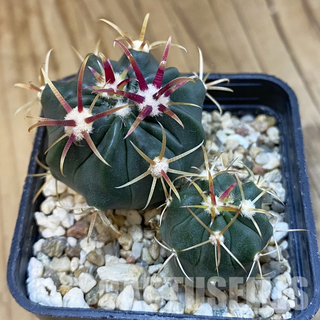 SH32538 Ferocactus latispinus, 2 plants