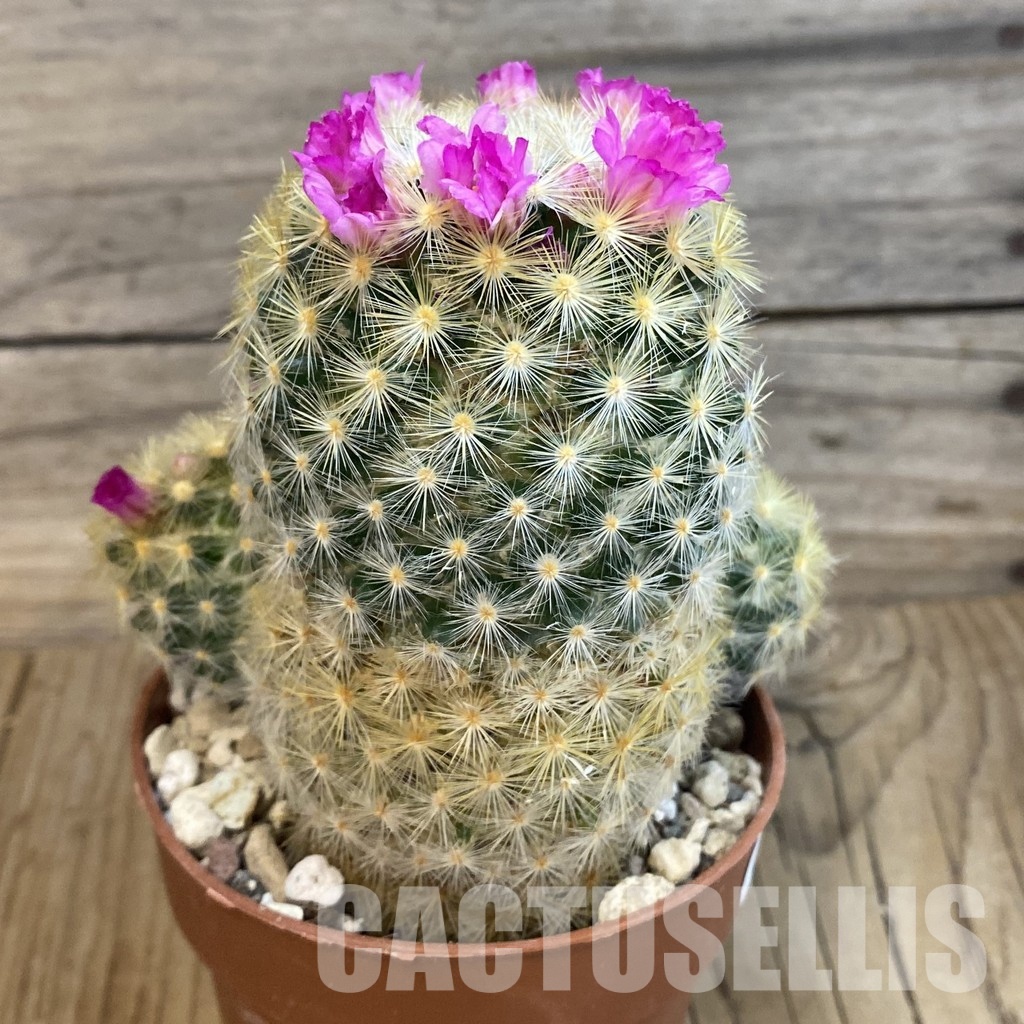 SH32523 Mammillaria carmenae v. rubrispina - Image 2