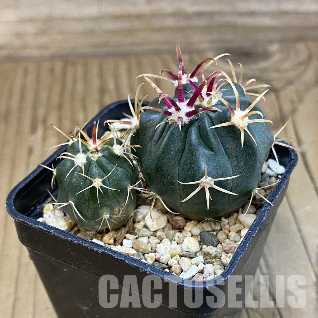SH32538 Ferocactus latispinus, 2 plants - Image 2