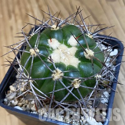 SH32540 Discocactus lindaianus E9, own roots