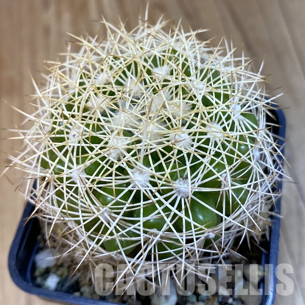 SH32541 Discocactus araneispinus, seedling