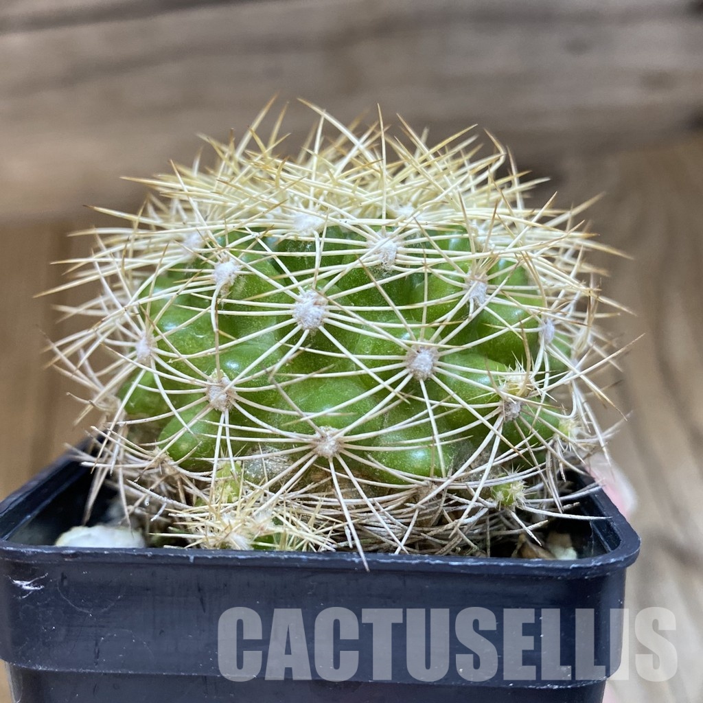 SH32541 Discocactus araneispinus, seedling - Image 2