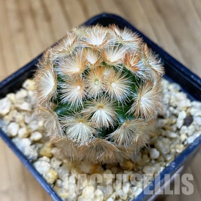 SH32625 Mammillaria carmenae hybrid