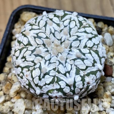 SH32594 Astrophytum asterias ‘Super Kabuto’ V-type