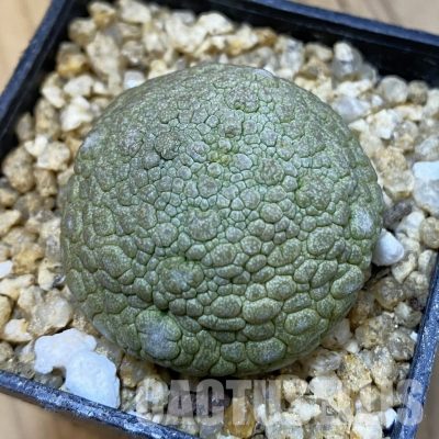 SH32631 Pseudolithos migiurtinus