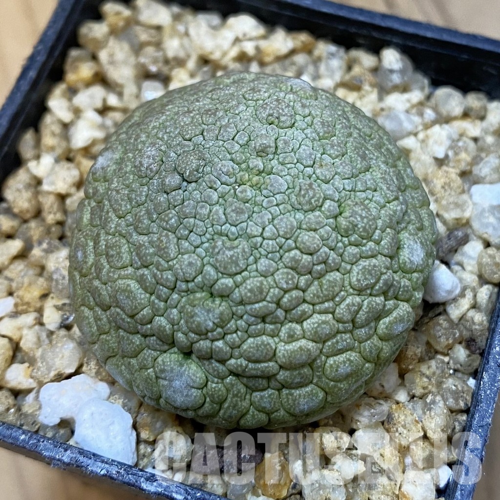 SH32631 Pseudolithos migiurtinus