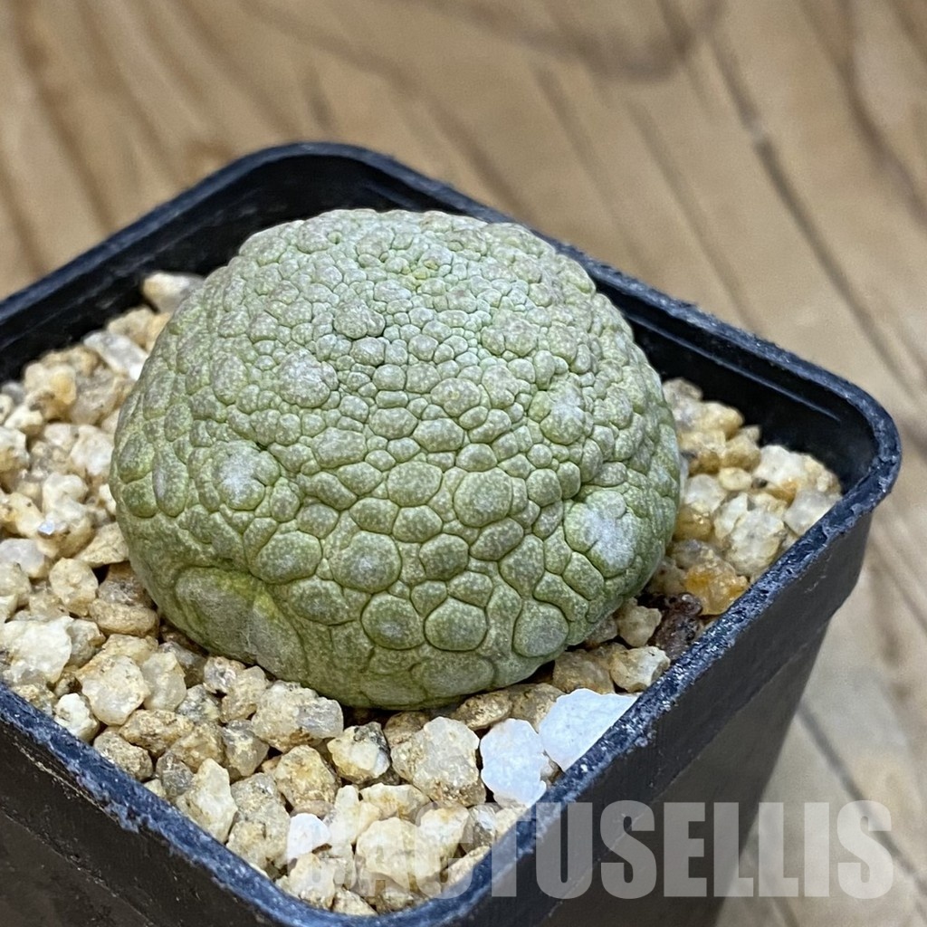 SH32631 Pseudolithos migiurtinus - Image 2