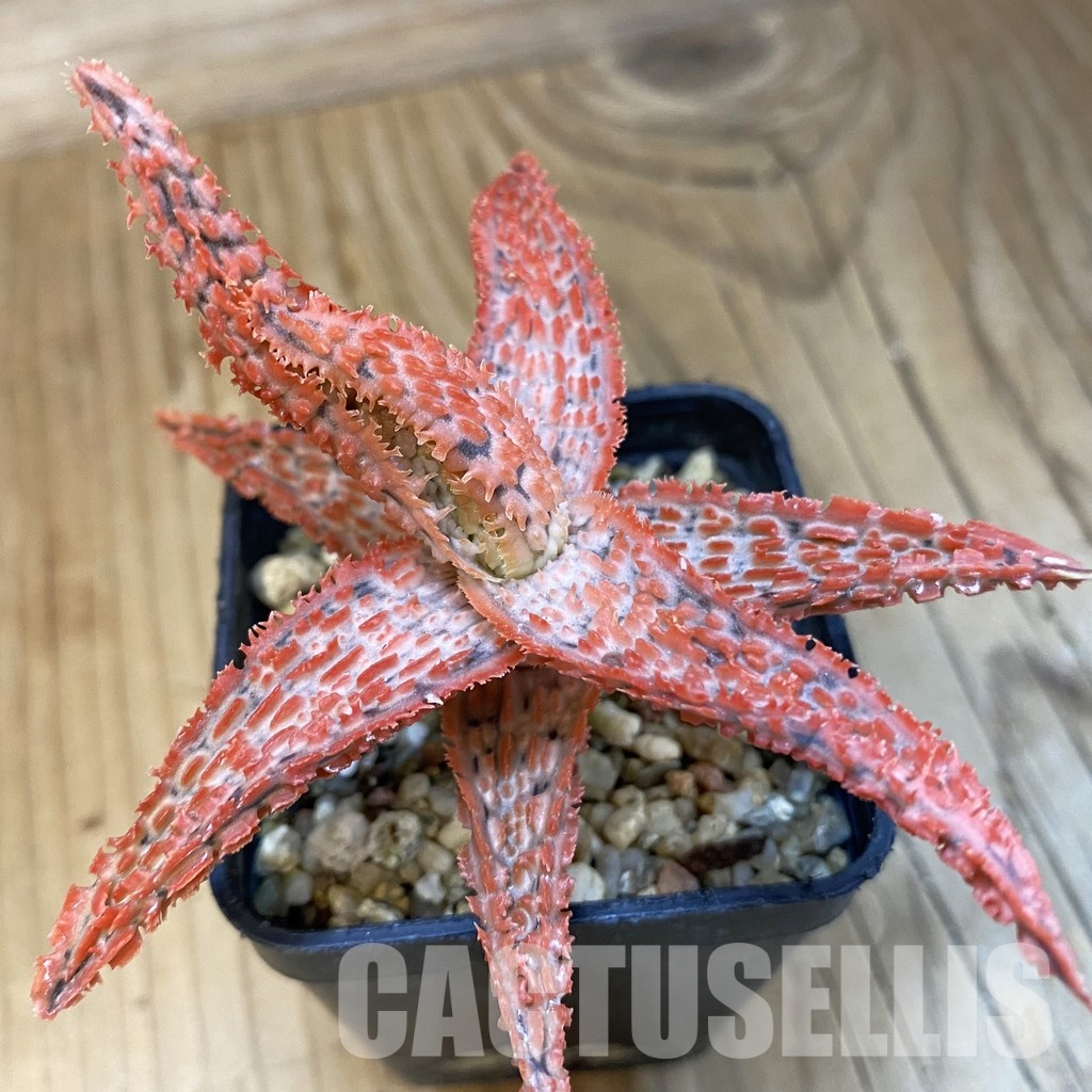 SH32633 Aloe TCT hybrid