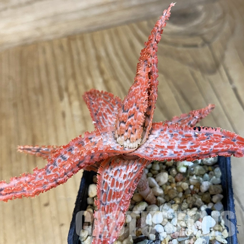 SH32633 Aloe TCT hybrid - Image 2