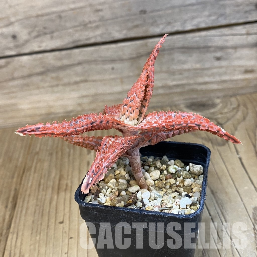 SH32633 Aloe TCT hybrid - Image 3