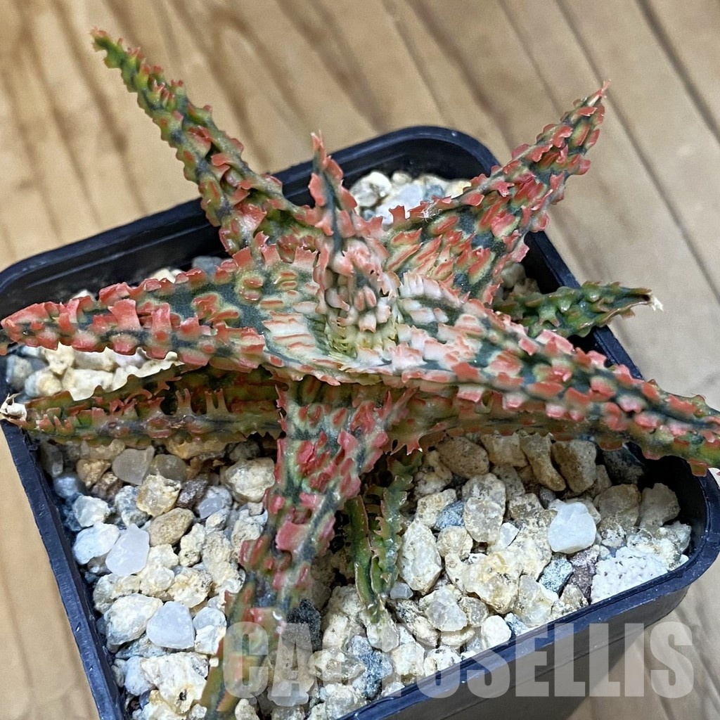 SH32634 Aloe TCT hybrid