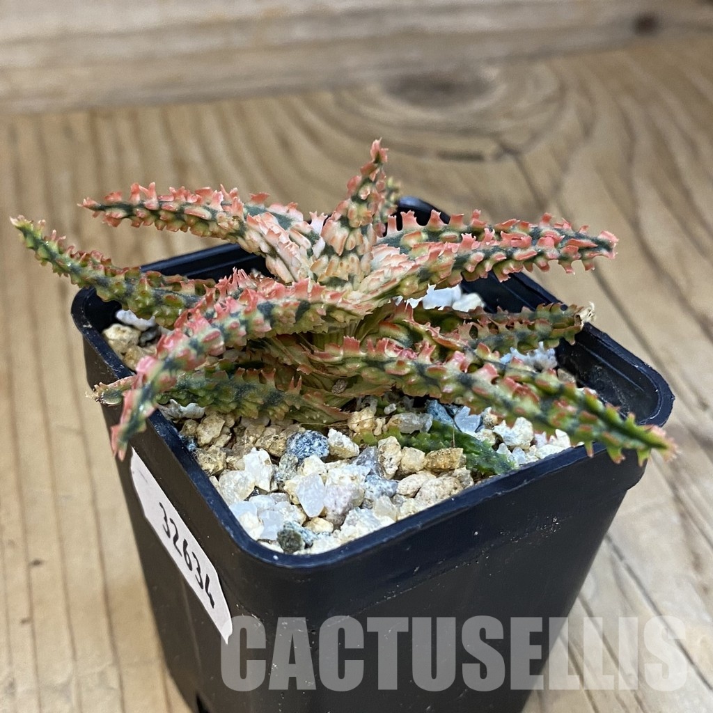 SH32634 Aloe TCT hybrid - Image 2