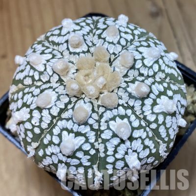 SH32595 Astrophytum asterias ‘Super Kabuto’ V-type