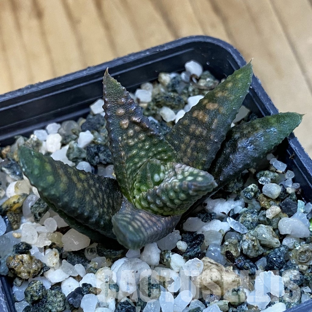 SH32637 Haworthia pumila x koelmaniorum - Image 2