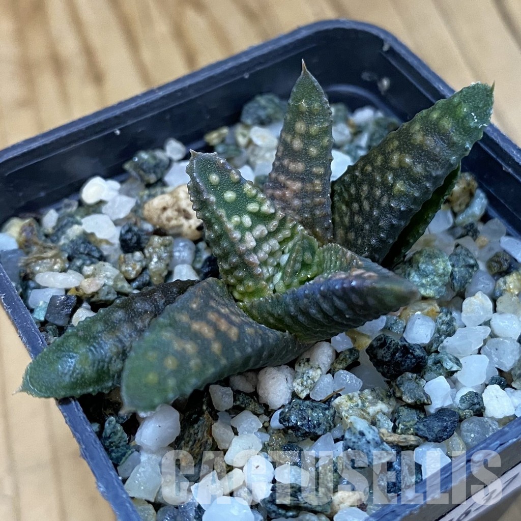 SH32637 Haworthia pumila x koelmaniorum