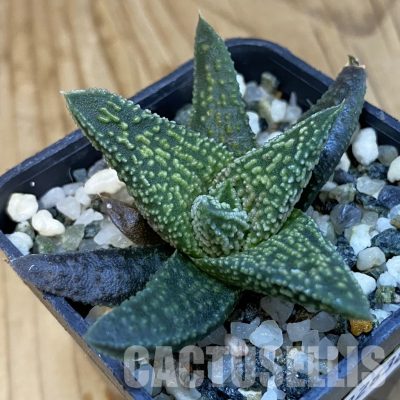 SH32638 Haworthia minima x 'Kintaikyo'