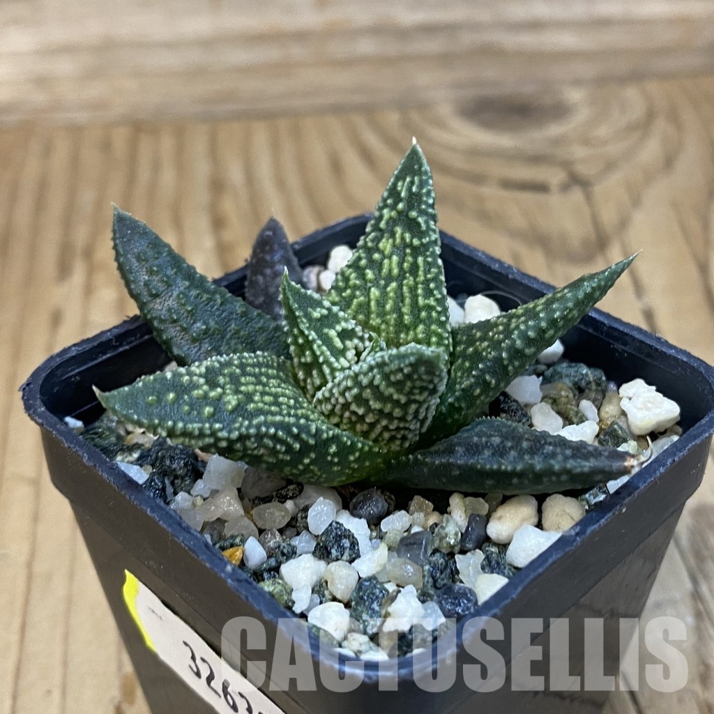 SH32638 Haworthia minima x 'Kintaikyo' - Image 2